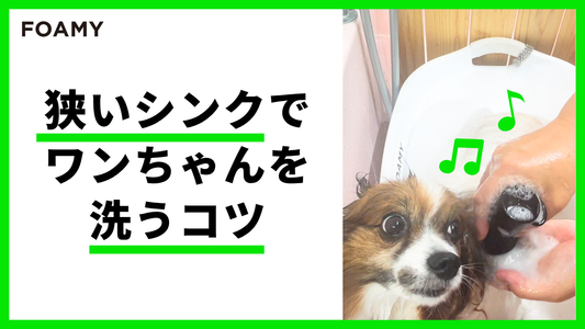 狭いシンクでワンちゃんを洗うコツ